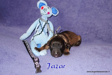 Jazar, licht-grauwe Oudduitse Herder reu van 1 dag oud
